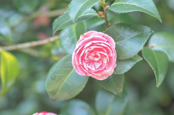 美丽的粉红色的山茶日本产植物日本人山<strong>茶花</strong>采用指已提到的人