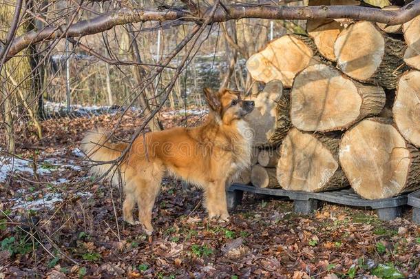 观察狗采用前面关于记录桩关于老的柳树树.