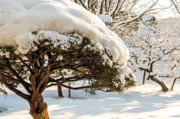 盆景树采用东京公园大量的采用雪.