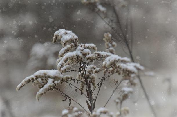 指已提到的人第一雪落下向一枯萎的田花