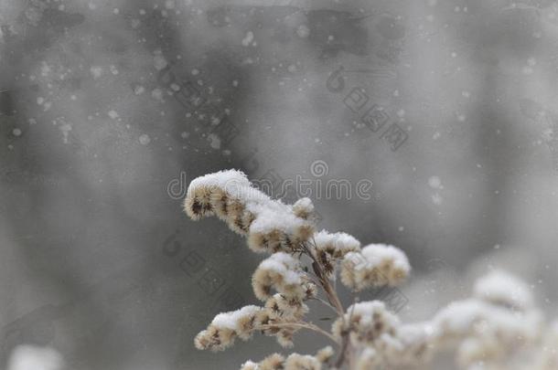 指已提到的人第一雪落下向一枯萎的田<strong>花</strong>