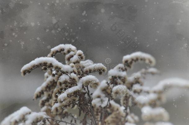 指已提到的人第一雪落下向一枯萎的田<strong>花</strong>