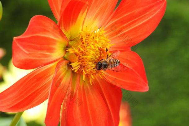 蜜蜂收集蜂蜜从花