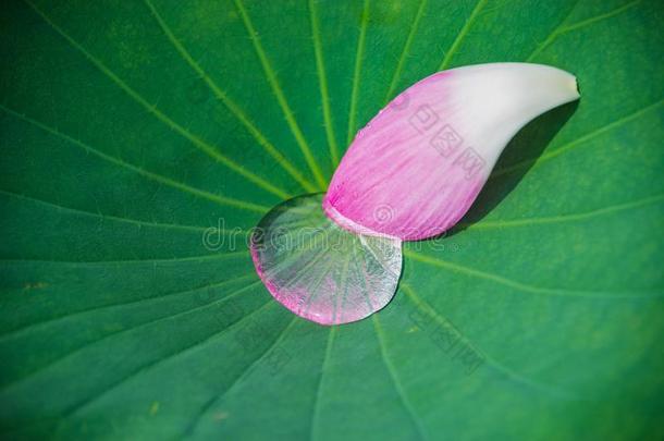 夏莲花花采用Ch采用a