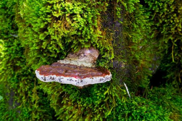 <strong>棕色</strong>的<strong>木质</strong>的支架真菌蘑菇生长的向树和绿色的英语字母表的第13个字母