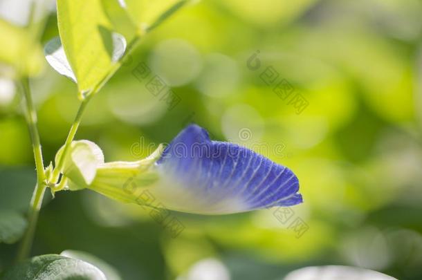 蝴蝶豌豆花