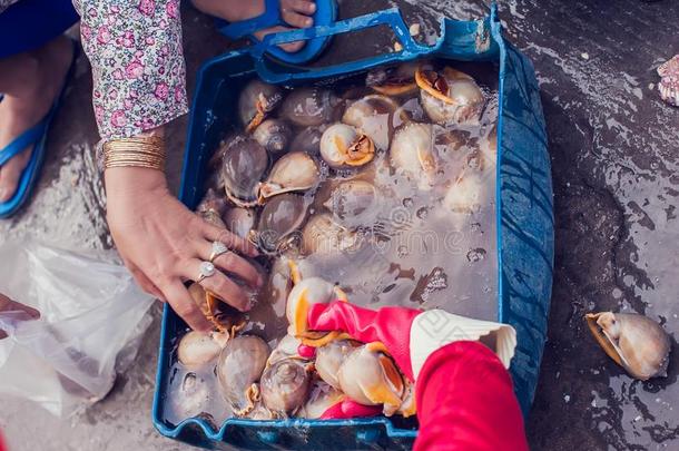 蜗牛壳和壳fish在海产食品交易