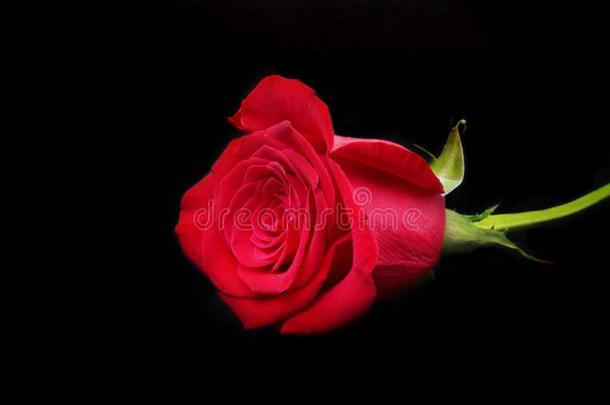 装饰为情人一天和奢侈红色的玫瑰向黑的背