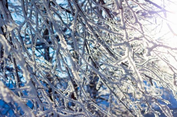 冬,<strong>密集</strong>的树枝关于一树大量的和ho一rfrost,c一n重量的单位