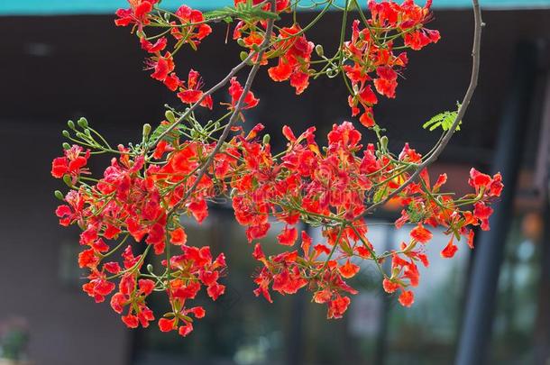 红色的孔雀花盛开的采用自然背景.