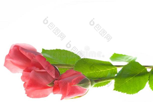 num.三粉红色的玫瑰花隔离的向白色的背景