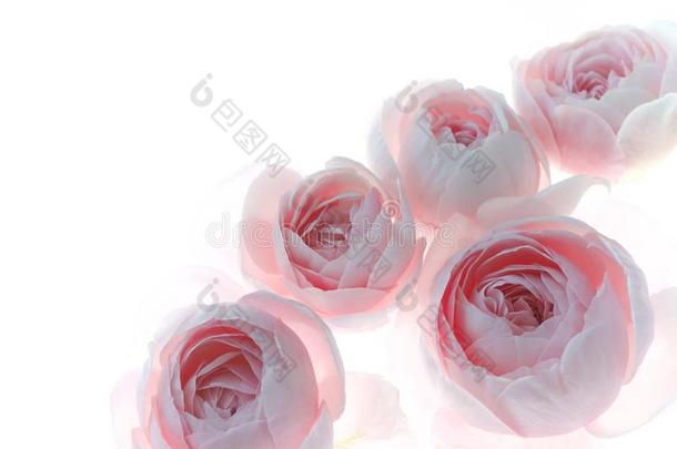 粉红色的玫瑰花花婚礼背景