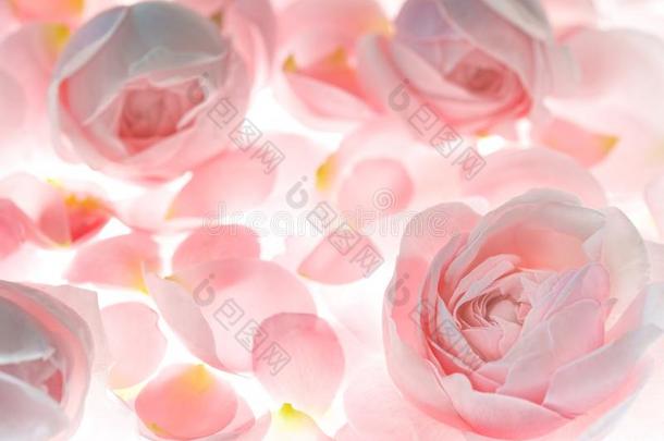 苍白的粉红色的玫瑰花花和花瓣婚礼背景
