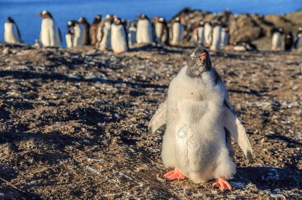 有趣的毛皮的巴布亚企鹅企鹅小鸡起立采用前面和他的絮体