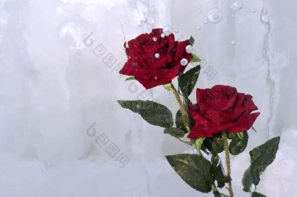 两个玫瑰采用冰
