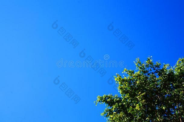 清楚的蓝色天和一树