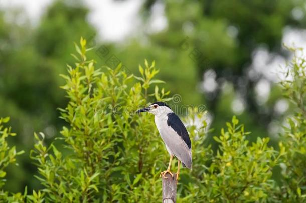 黑的有王冠的夜鹭鸟采用黑的白色的栖息处向木制的SaoTomePrincipe圣多美和普林西比