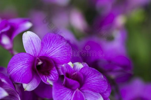 关在上面关于紫色的密花<strong>石斛</strong>兰花花和变模糊后面