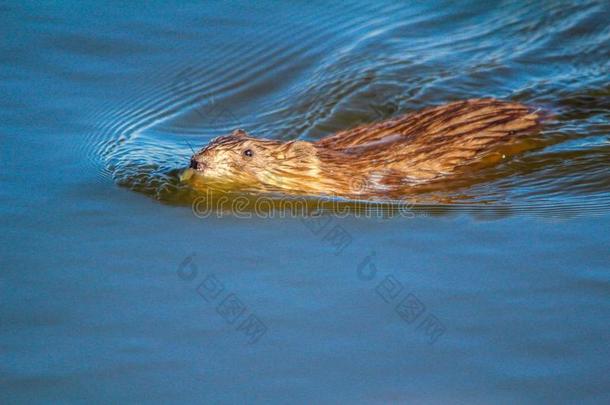 麝鼠游泳采用指已提到的人湖,坦白的湖,艾伯塔,加拿大