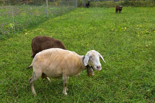 白色的棕色的黑的家庭的羊和钟给食向红色的三叶草