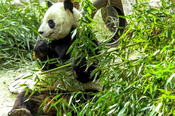 巨人熊猫关-在上面.熊猫<strong>吃</strong>1幼苗关于竹子