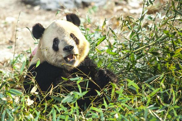 巨人熊猫关-在上面.熊猫吃1幼苗关于竹子