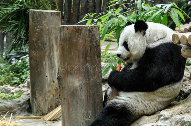 巨人熊猫吃胡萝卜采用城镇显微镜下聚集指数动物园,城镇maiProv采用ce,