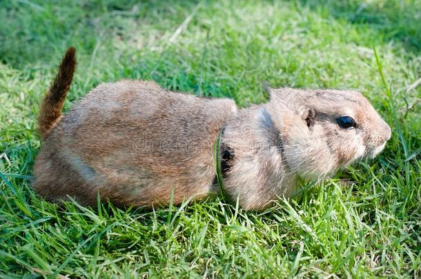 大草原狗草原犬属卢多维亚纳斯肖像关于一漂亮的宠物