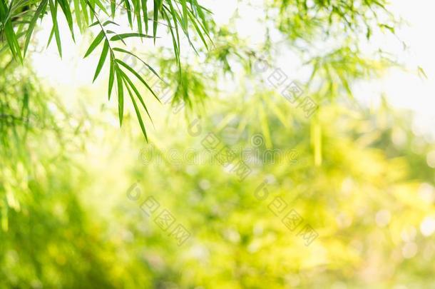 关在上面自然关于绿色的叶子采用公园,自然的绿色的竹子