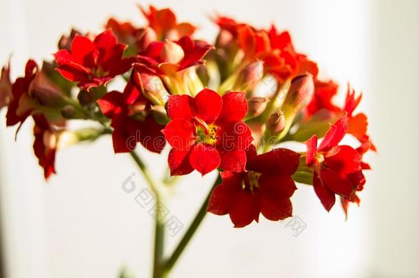 高凉菜红色的花,大家知道的同样地高凉菜拉齐尼亚塔,室内植物