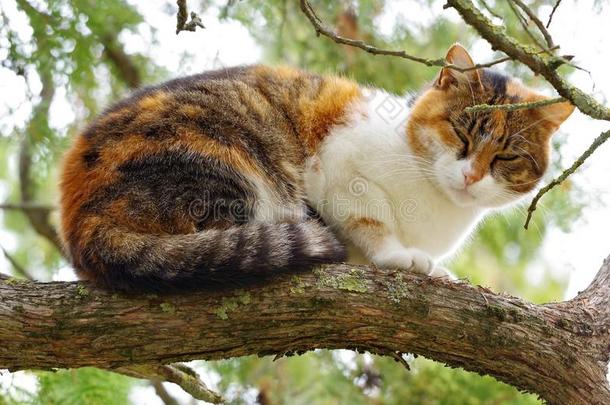 猫爬向一树