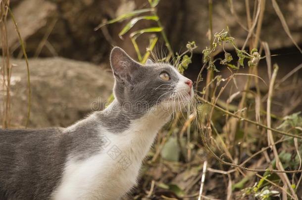 灰色和白色的小猫有样子的<strong>聚精会神</strong>地在一le一f