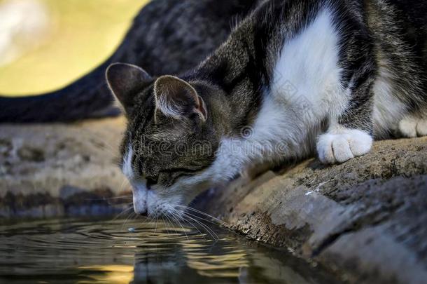 猫搭<strong>接水</strong>