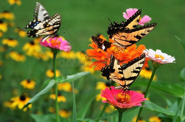 老虎燕尾状物蝴蝶兽群向明亮的百日草属植物