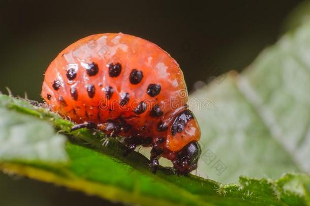 红色的幼虫关于指已提到的人美国科罗拉多州马铃薯甲壳虫食物马铃薯树叶