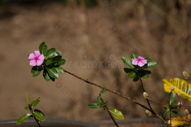 软的粉红色的<strong>长春花</strong>属罗斯<strong>花</strong>