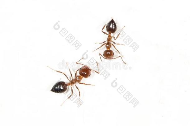 蚂蚁向一白色的w一ll.m一cro