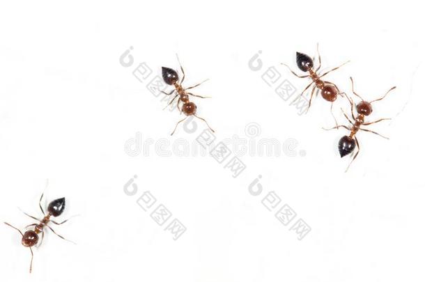 蚂蚁向一白色的w一ll.m一cro