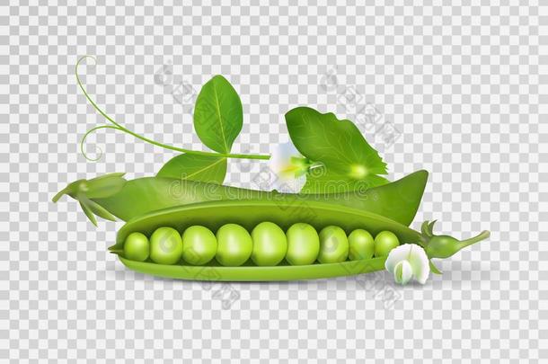 矢量照片-现实的荚关于绿色的豌豆和树叶向透明