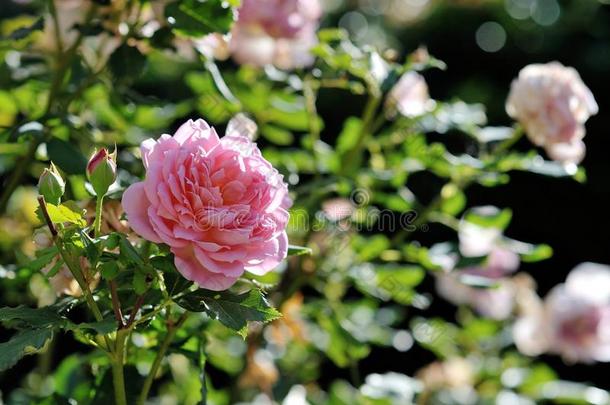 美丽的粉红色的玫瑰从指已提到的人花园采用古代的十字形针脚刺绣品