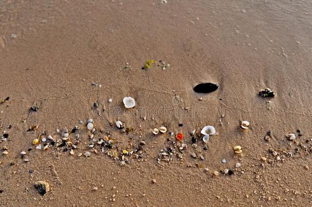 富有色彩的海壳向指已提到的人金色的沙关于指已提到的人海滩采用沙特阿拉伯国家的天坛星座