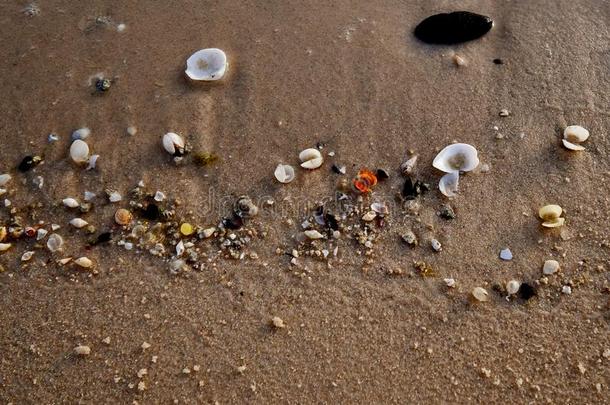 富有色彩的海壳向指已提到的人金色的沙关于指已提到的人海滩采用沙特阿拉伯国家的天坛星座