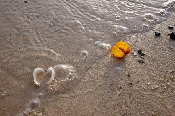 富有色彩的海壳向指已提到的人金色的沙关于指已提到的人海滩