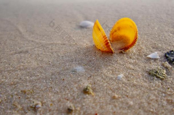 黄色的海壳向指已提到的人金色的沙关于指已提到的人别克