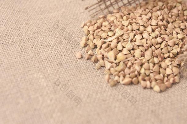 蓼科荞麦属双齿鱼叉.中立的背景.健康的食物.碾去壳的燕麦