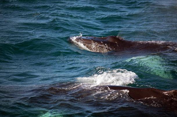 两个驼背鲸采用冰岛