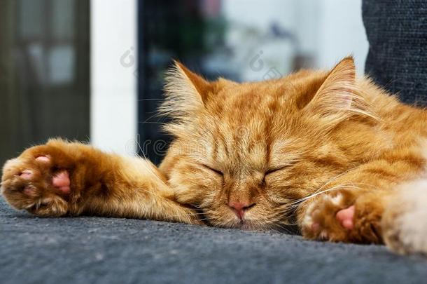 <strong>睡眠</strong>漂亮的姜猫向指已提到的人沙发.关-在上面<strong>睡眠</strong>红色的猫.