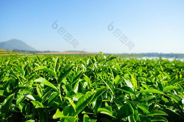 风景关于茶水种植园,绿色的田