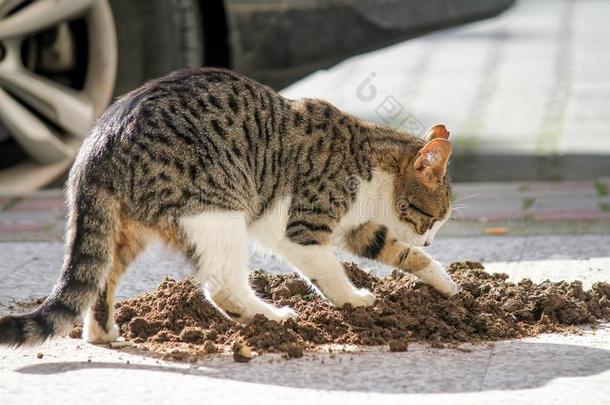 <strong>猫屎</strong>自然