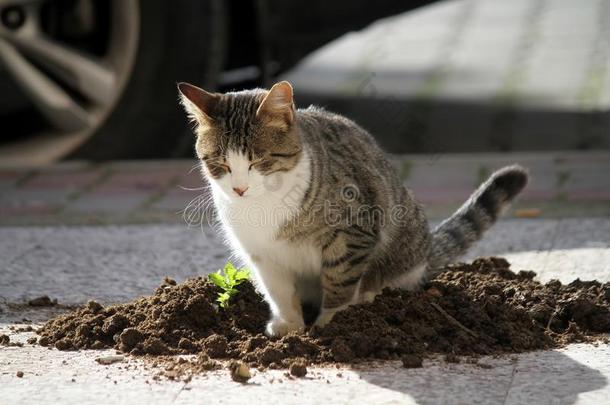 猫屎自然